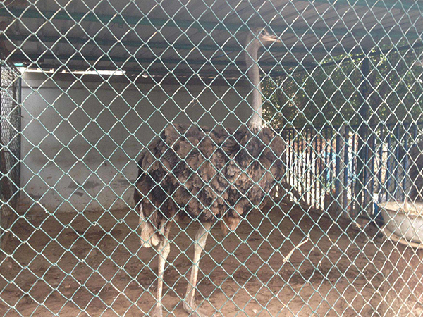 養殖勾花網圖片2